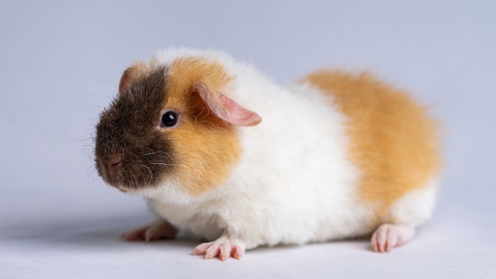 A savoir avant adopter un cobaye